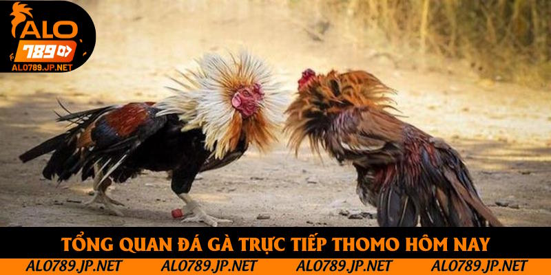 Tổng quan đá gà trực tiếp thomo hôm nay