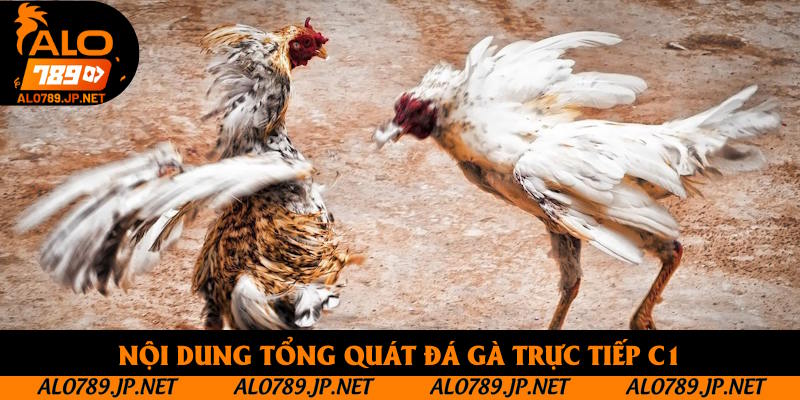 Nội dung tổng quát đá gà trực tiếp C1
